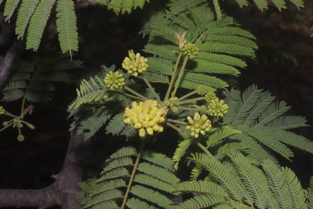 Albizia amara (Roxb.) Boivin